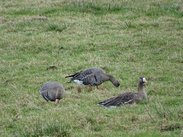 意在进一步 意在进一步
