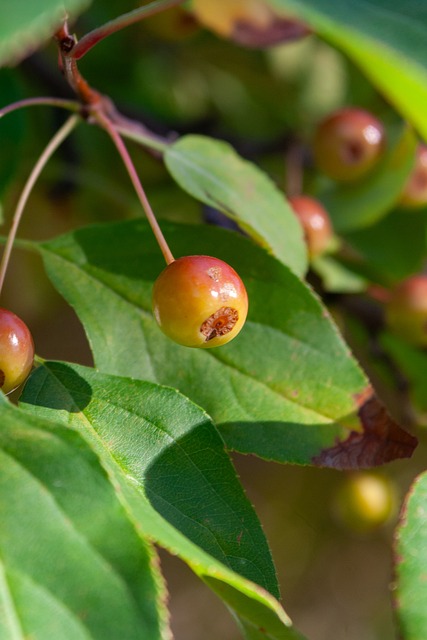 CJ麦科勒 CJ麦科勒